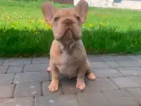 Щенок французского бульдога мальчик, фотография 4