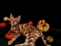 Бенгальские котята