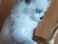 КОТЯТА  РЭГДОЛЛ, фотография 12