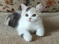 Шотландские котята яркого окраса, фотография 6