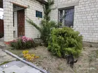 Кирпичный дом, ул. Энгельса, фотография 12