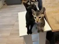 Породные девочки