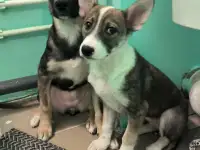 Щенки ищут дом, фотография 3