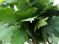 Веники для бани, фотография 2