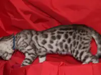 Эксклюзивного окраса бенгалочка из питомника.
