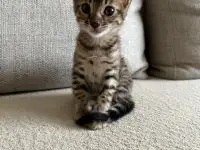Котенок бенгальский, фотография 3