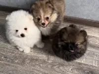 Щенки шпица мини