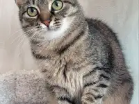 Котенок подросток Манюня, фотография 4
