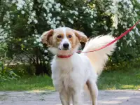 Супер пёс ищет дом, фотография 4
