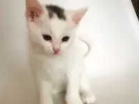 отдам котят