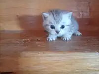 Котята, фотография 3