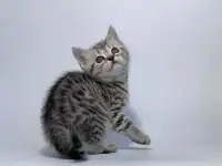 Котенок шотландский прямоухий, кот, окрас SFS 71 ns24, серебро, фотография 5
