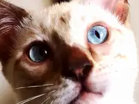 Бенгальские котята, фотография 8