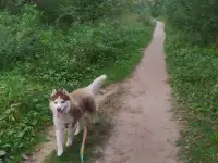 Вязка хаски, фотография 1