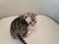 Бенгальские котята, фотография 3