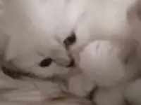 Шотландские котята, фотография 12