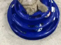 Домашние животные, фотография 6