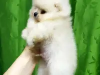 Померанский шпиц