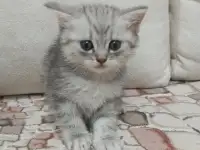 Шотландский котенок, фотография 3