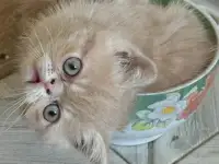Экзотические котята, фотография 5