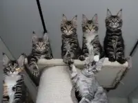 Котята мейн кун!, фотография 4