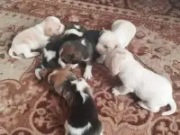 Щенки бигля, фотография 2