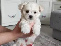 Продаются щенки, фотография 2