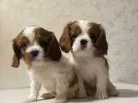 Щенки Кинг кавалер Чарльз спаниеля