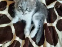 Кошка-с-ладошку ищет семью!, фотография 5