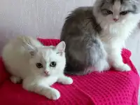 Шотландские котята с голубыми глазами, фотография 7