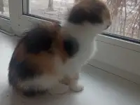 котёнок в дар
