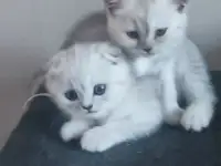 Шотландские милашки, фотография 7