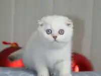 Шотландские котята, фотография 2