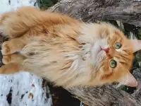 Кошка Лиза, фотография 2