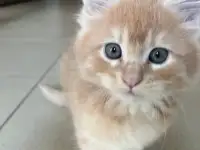 Котята, фотография 9