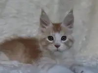 Котенок мейн-кун ищет любящих хозяев., фотография 5