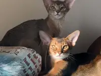 Абиссинские котята в Беларуси, фотография 6