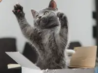 Шотландские котята, фотография 4