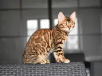 Бенгальские котята: девочка, фотография 4
