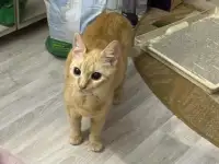 Кошка в дар