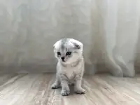 Шотландские котята, фотография 2