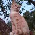 Котята в дар! Минск!, фотография 2