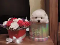 Померанский чистокровный белый шпиц
