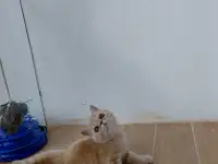 Котенок экзотической короткошёрстной, фотография 3