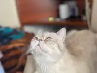 Экзотические котята, фотография 8