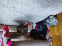 Отдам даром