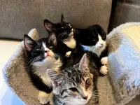 Котята в дар, фотография 6