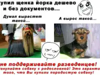 йорики-моторики, фотография 6