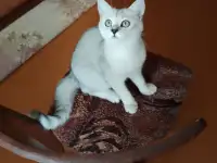 Британские котята окраса серебристая шиншилла, фотография 2