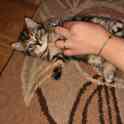 Продам британских котят (девочки), фотография 3